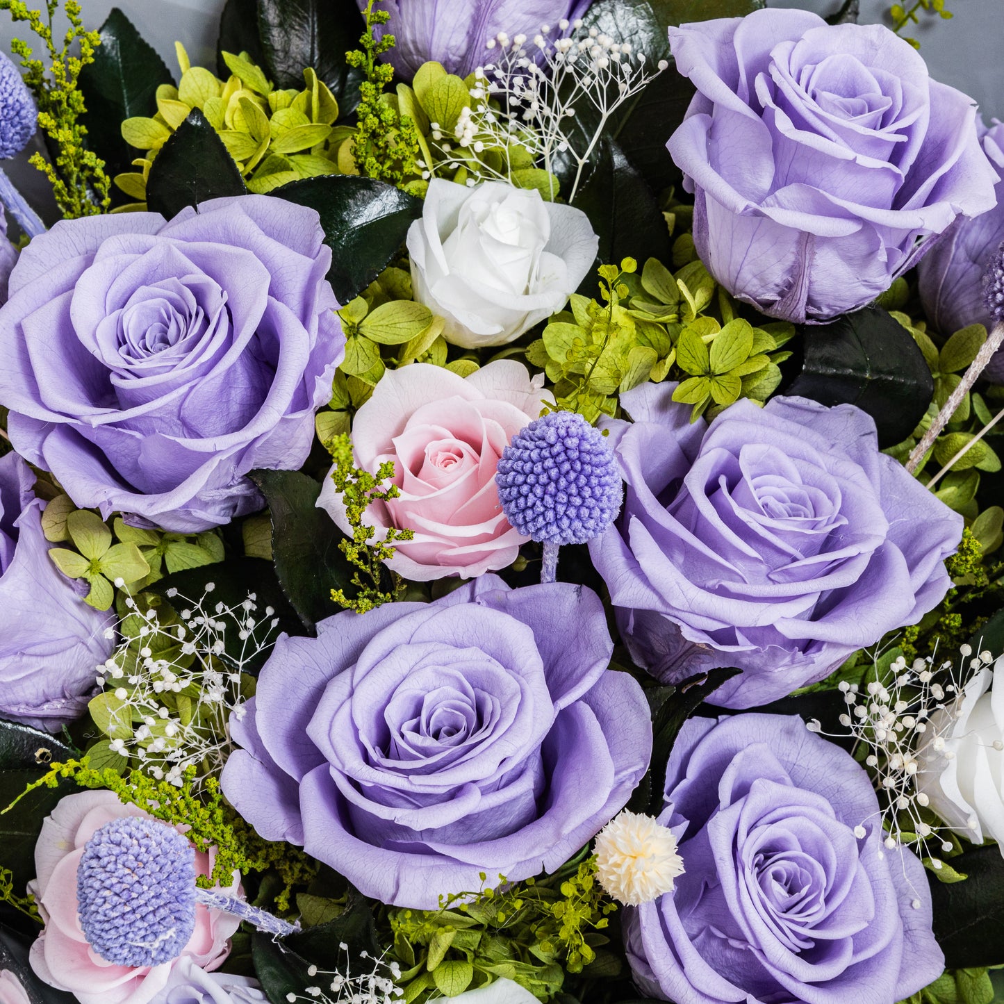 PUR-003 (9 stems)